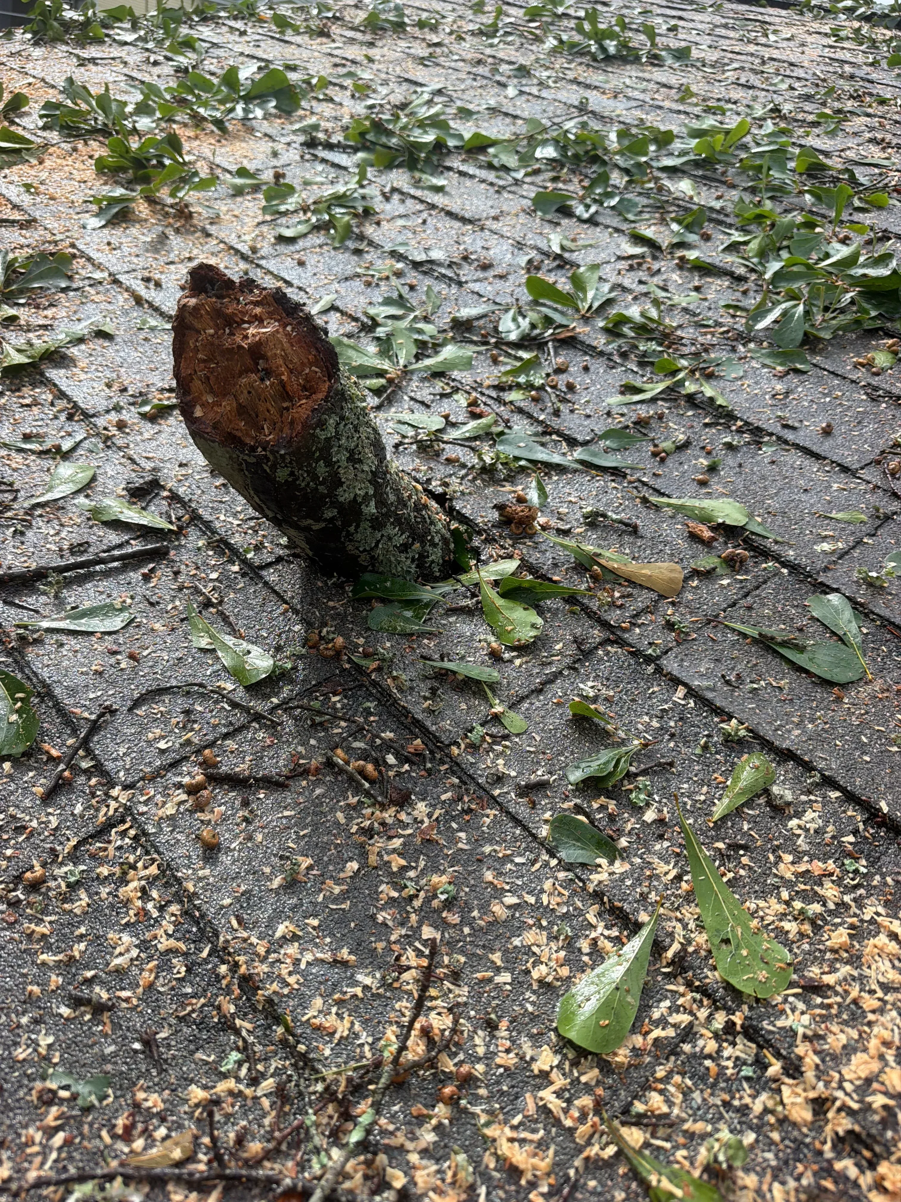 Extracted tree root from underground plumbing line with soil and debris