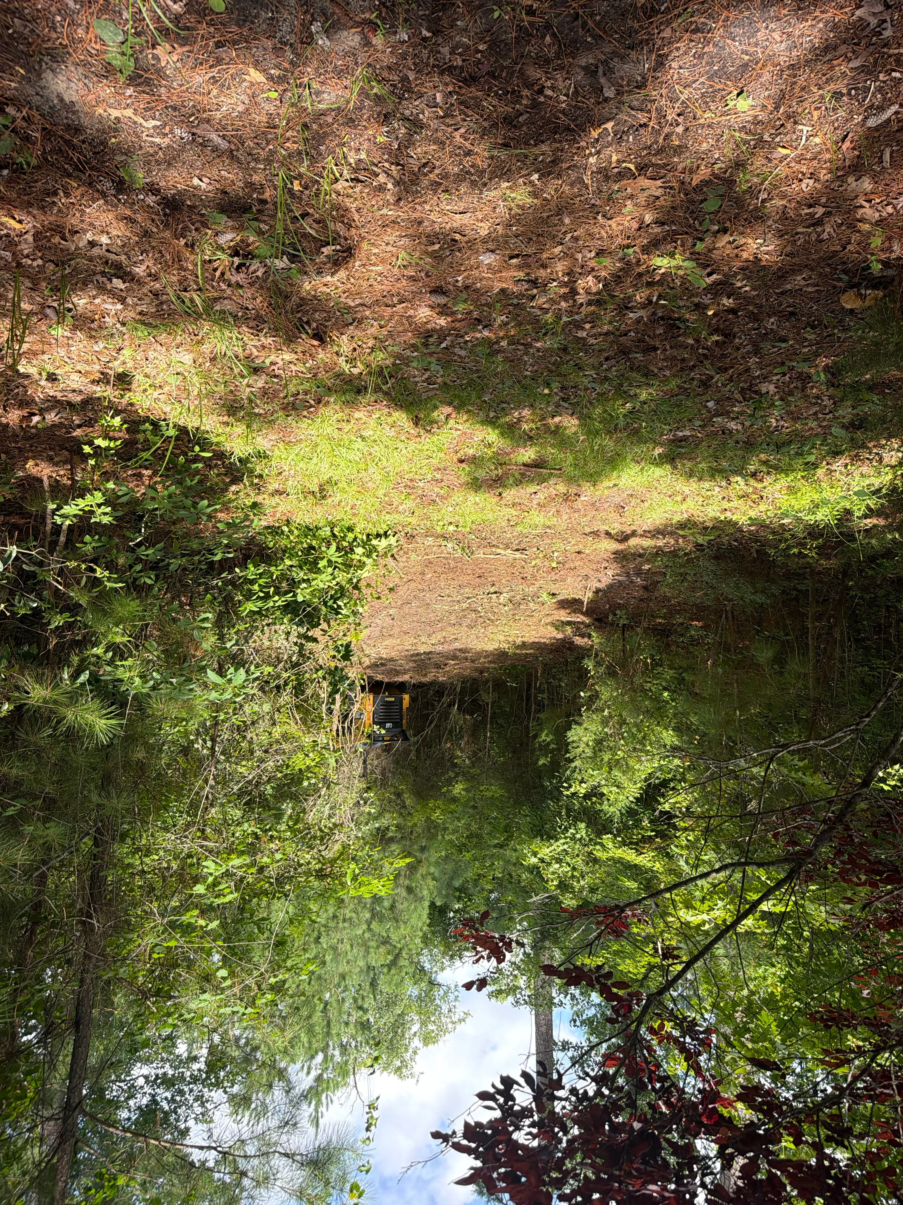 Cleared overgrown lot with removed vegetation, dead brush, and exposed soil